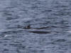 16Jul: Fin Whale, Shelikof Strait