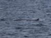 16Jul: Fin Whale, Shelikof Strait