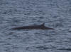 16Jul: Humpback Whale, Shelikof Strait