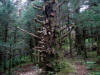 17Jul: Sitka Spruce forest, Fort Abercrombie SHP, Kodiak Is.