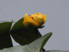 17Jul: Yellow Pond Lily, Fort Abercrombie SHP, Kodiak Is.