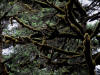 17Jul: Sitka Spruce forest, Fort Abercrombie SHP, Kodiak Is.