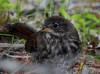 17Jul: Fox Sparrow, Fort Abercrombie SHP, Kodiak Is.
