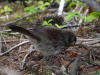 17Jul: Fox Sparrow, Fort Abercrombie SHP, Kodiak Is.