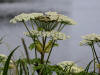 17Jul: Cow Parsnip, Fort Abercrombie SHP, Kodiak Is.