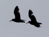 17Jul: Black Oystercatcher, float plane lake, Near Island