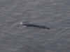 17Jul: Fin Whale, Shelikoff Strait