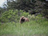 17Jul: First Kodiak Bear, Hallo Bay, Katmai