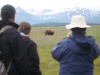 17Jul: Kodiak Bear watching, Hallo Bay, Katmai