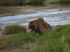 17Jul: Kodiak Bear, Hallo Bay, Katmai
