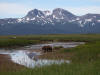 17Jul: Kodiak Bear, Hallo Bay, Katmai