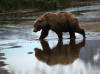 17Jul: Perfect reflection of Kodiak Bear, Hallo Bay, Katmai
