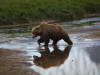 17Jul: Perfect reflection of Kodiak Bear, Hallo Bay, Katmai