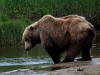 17Jul: Kodiak Bear drinking, Hallo Bay, Katmai