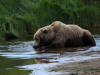 17Jul: Kodiak Bear cooling off, Hallo Bay, Katmai
