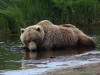 17Jul: Kodiak Bear cooling off, Hallo Bay, Katmai