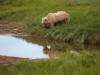 17Jul: Another Kodiak Bear, Hallo Bay, Katmai