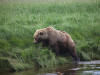 17Jul: Kodiak Bear climbing from stream, Hallo Bay, Katmai