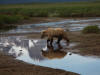 17Jul: Kodiak Bear reflection, Hallo Bay, Katmai