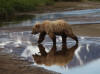 17Jul: Kodiak Bear reflection, Hallo Bay, Katmai