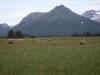 17Jul: 7 bears, 3 in view here, Glacier, Hallo Bay, Katmai