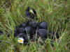 17Jul: Bear scat, Hallo Bay, Katmai