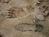 17Jul: Bear print & size 11 shoe print, Hallo Bay, Katmai
