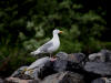 18Jul: Glaucous-winged Gull, Sargent Creek, Kodiak Island, AK
