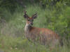 18Jul: Black-tailed (Mule or Sitka) Deer, Olds River, Kodiak Island, AK