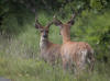 18Jul: Black-tailed (Mule or Sitka) Deer, Olds River, Kodiak Island, AK