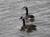 18Jul: Canada Goose, Kalsin Creek, Kodiak Island, AK