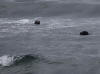18Jul: Harbor Seals salmon fishing, Pasagshak Bay, Kodiak Island, AK