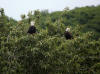 18Jul: Bald Eagles waiting for salmon entrails, Pasagshak Bay, Kodiak Island