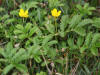 18Jul: Beach Cinquefoil, Surfer's Beach, Kodiak Island, AK