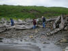 18Jul: Searching for fossils, Fossil Beach, Kodiak Island, AK