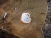 18Jul: Fossils, Fossil Beach, Kodiak Island, AK