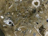 18Jul: Fossils, Fossil Beach, Kodiak Island, AK