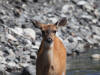 18Jul: Black-tailed (Mule or Sitka) Deer, Olds River, Kodiak Island, AK