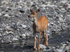 18Jul: Black-tailed (Mule or Sitka) Deer, Olds River, Kodiak Island, AK