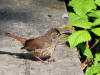 19Jul: Fox Sparrow, Northend Park, Near Island, AK