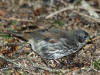 19Jul: Fox Sparrow, Northend Park, Near Island, AK