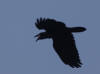 19Jul: Common Raven, Northend Park, Near Island, AK