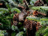 19Jul: White-winged Crossbill, Anton Larsen Bay trail, Kodiak Island, AK