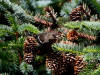 19Jul: White-winged Crossbill, Anton Larsen Bay trail, Kodiak Island, AK