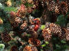 19Jul: White-winged Crossbill, Anton Larsen Bay trail, Kodiak Island, AK
