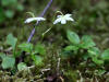 19Jul: Shy Maiden (Moneses uniflora), Anton Larsen Bay trail, Kodiak Island