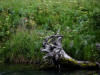 24 Jul: Williwaw National Forest, AK