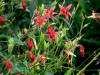 24 Jul: Western Columbine, Williwaw National Forest, AK