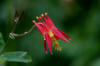 24 Jul: Western Columbine, Williwaw National Forest, AK