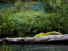 24 Jul: Williwaw National Forest, AK